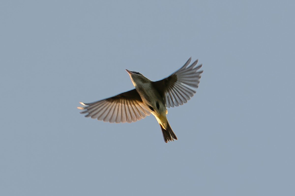 Vireo begigorria - ML641726347