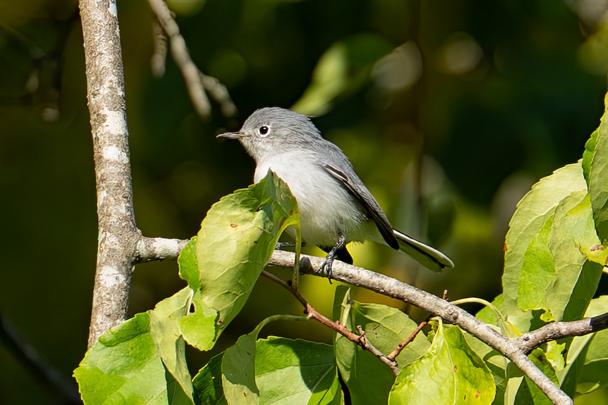 Blue-gray Gnatcatcher (Eastern) - ML641726362