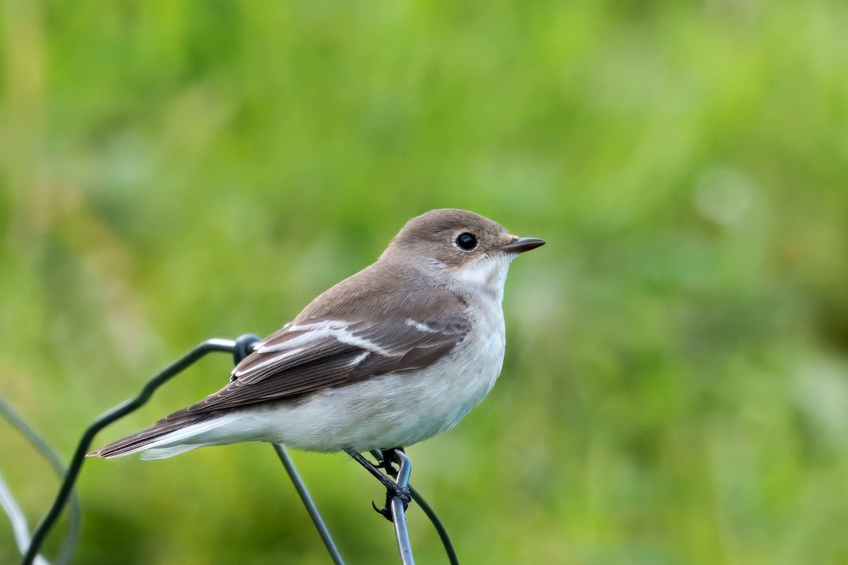 European Pied Flycatcher - ML641726382