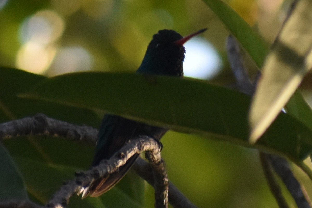 Glittering-bellied Emerald - ML641726393