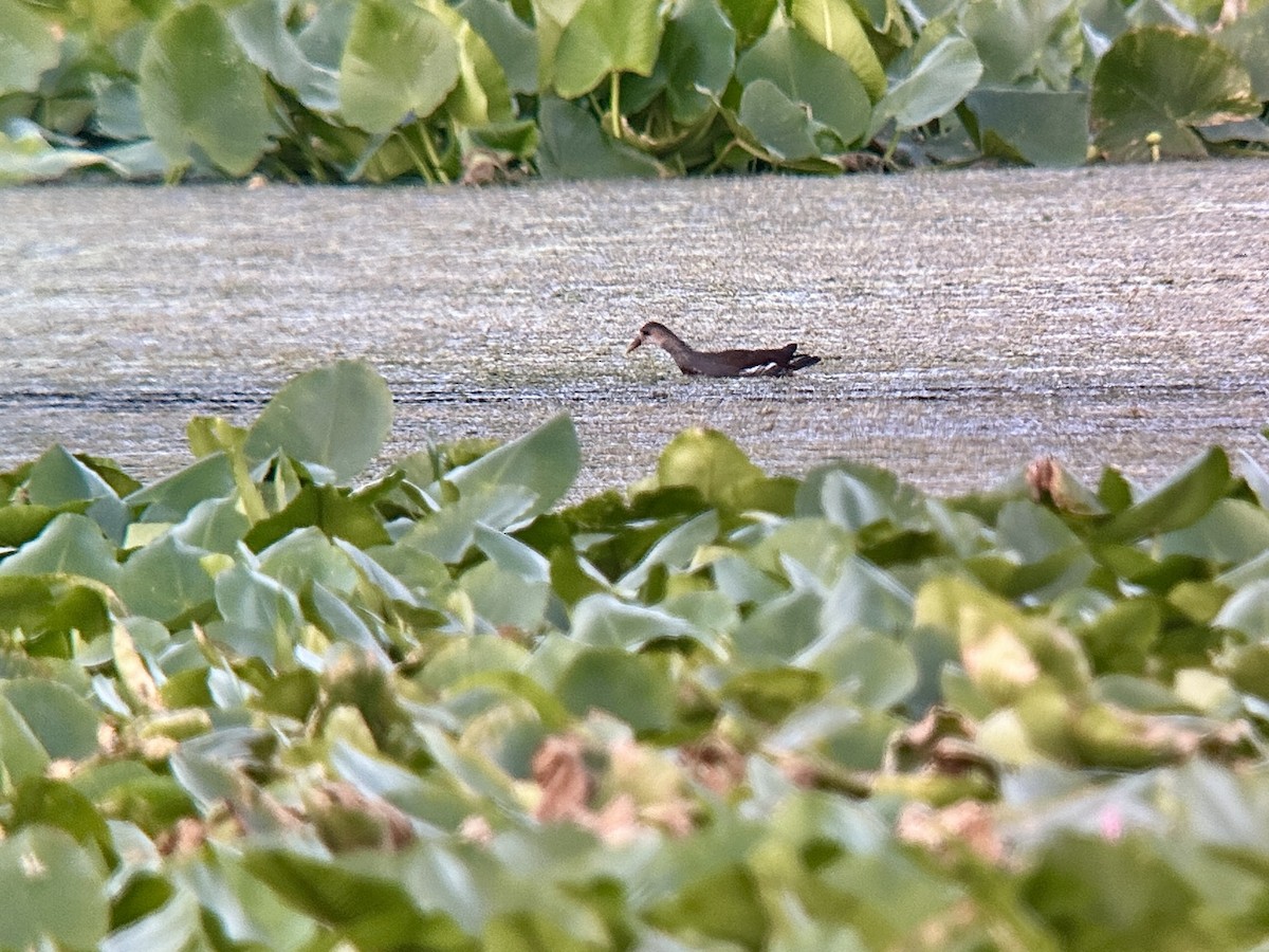 Gallinule d'Amérique - ML641726400