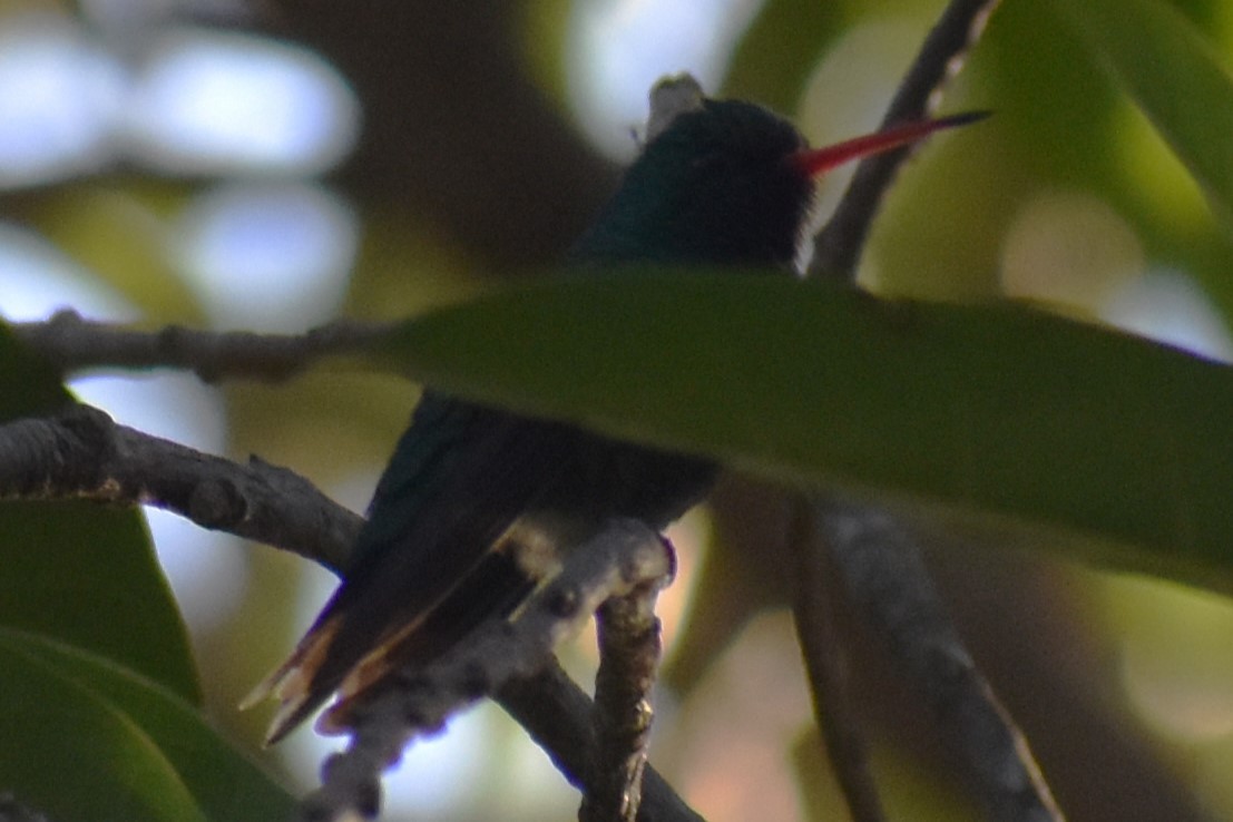 Glittering-bellied Emerald - ML641726401