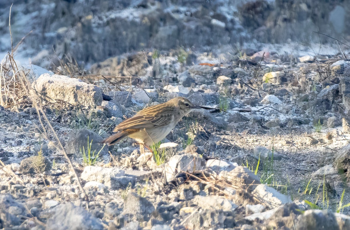Rufous Songlark - ML641726420