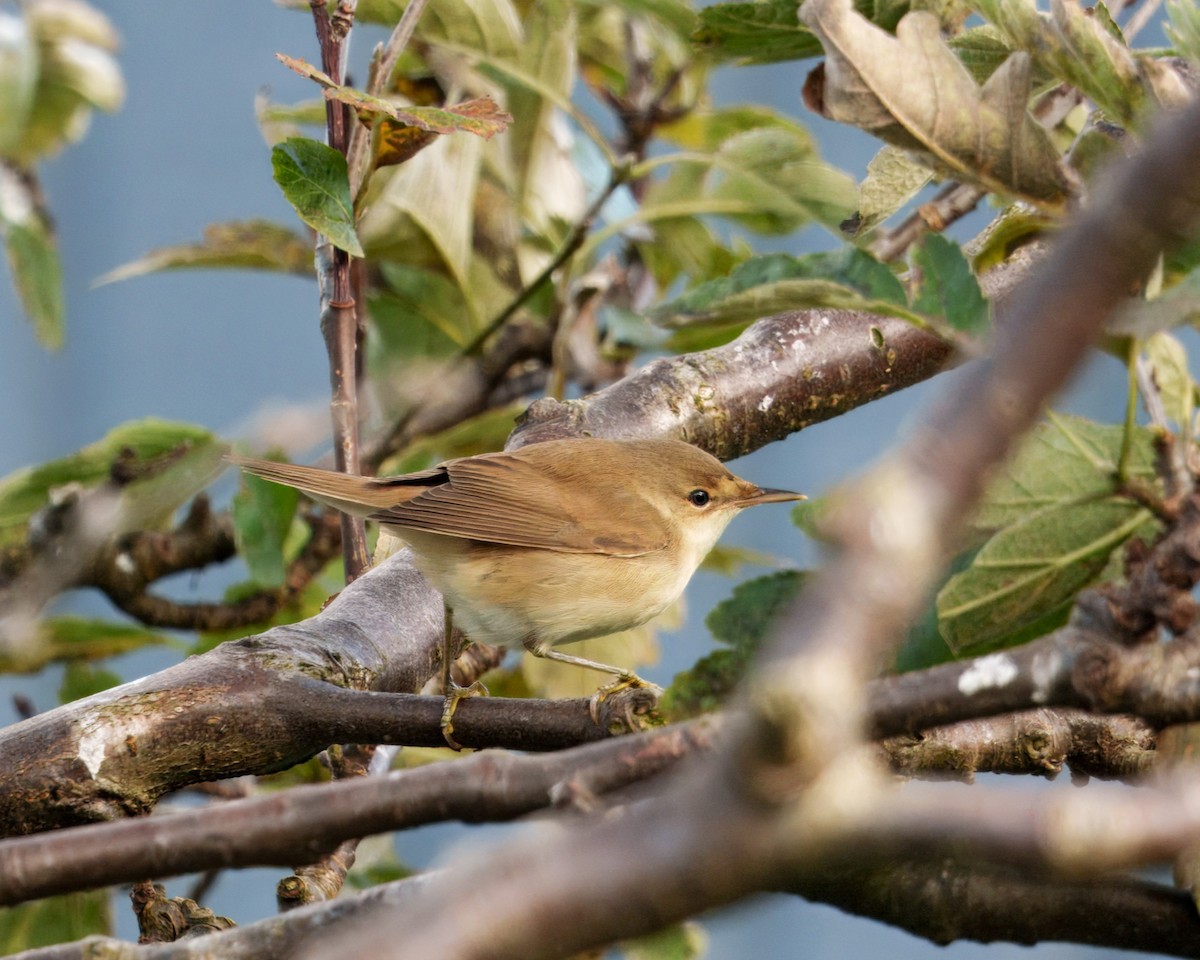Common Reed Warbler - ML641726421