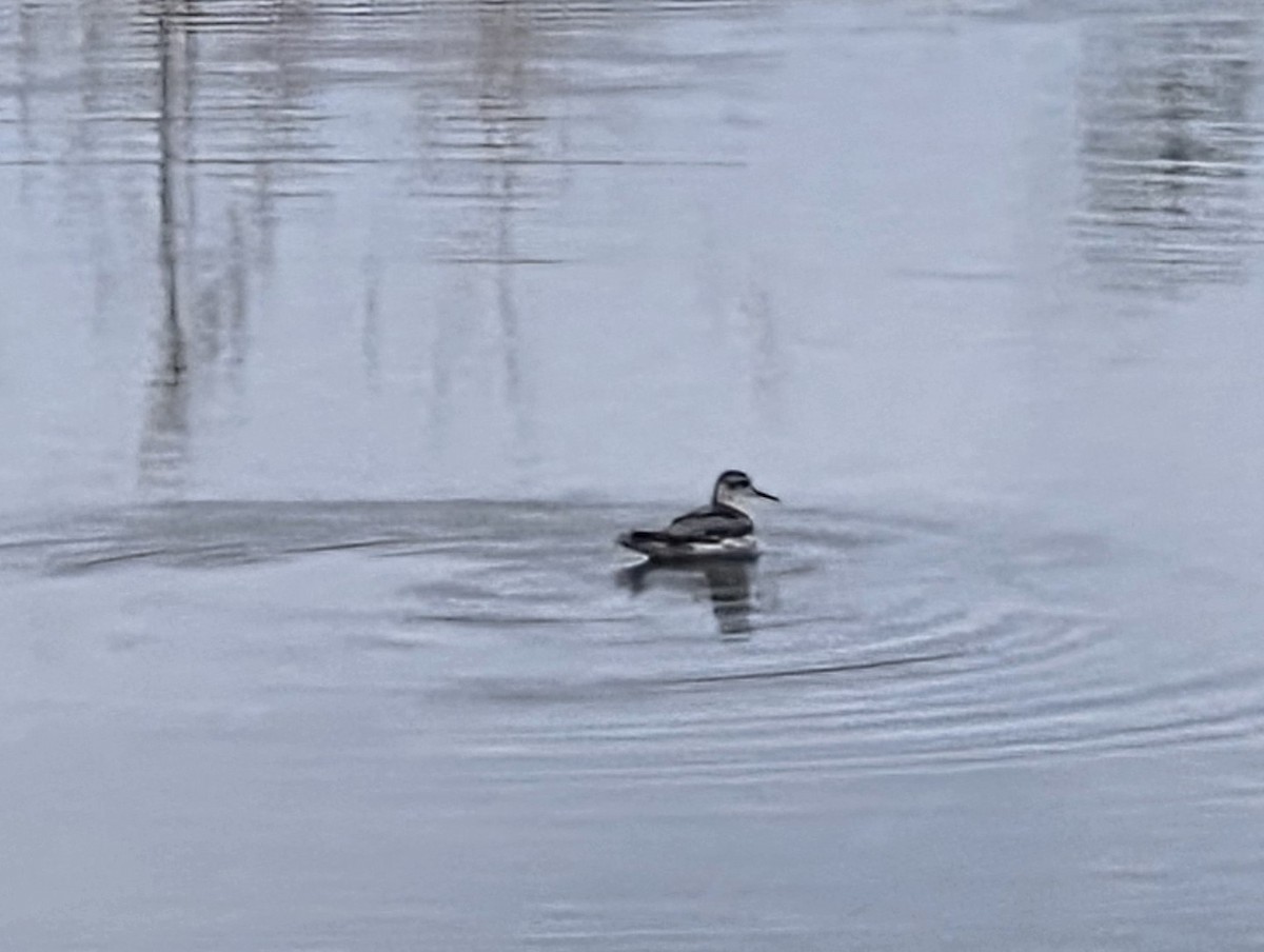 lyskonoh ploskozobý - ML641726424