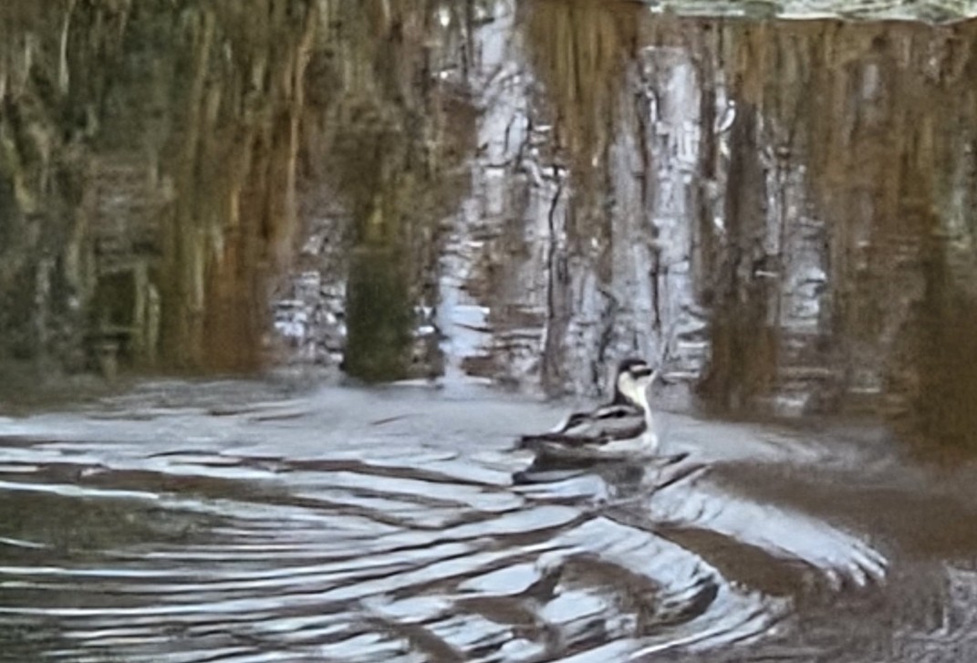 lyskonoh ploskozobý - ML641726426