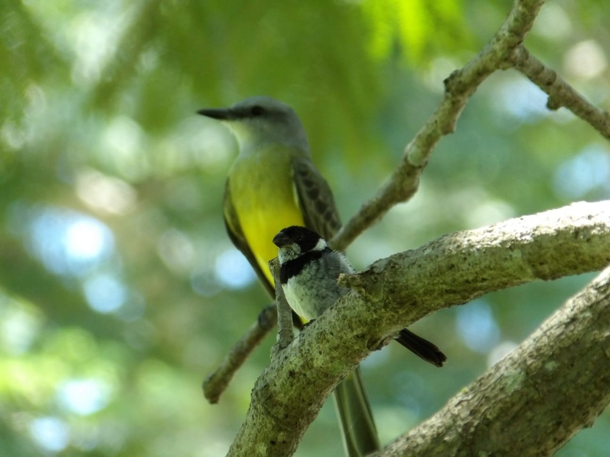 Variable Seedeater - ML641726442