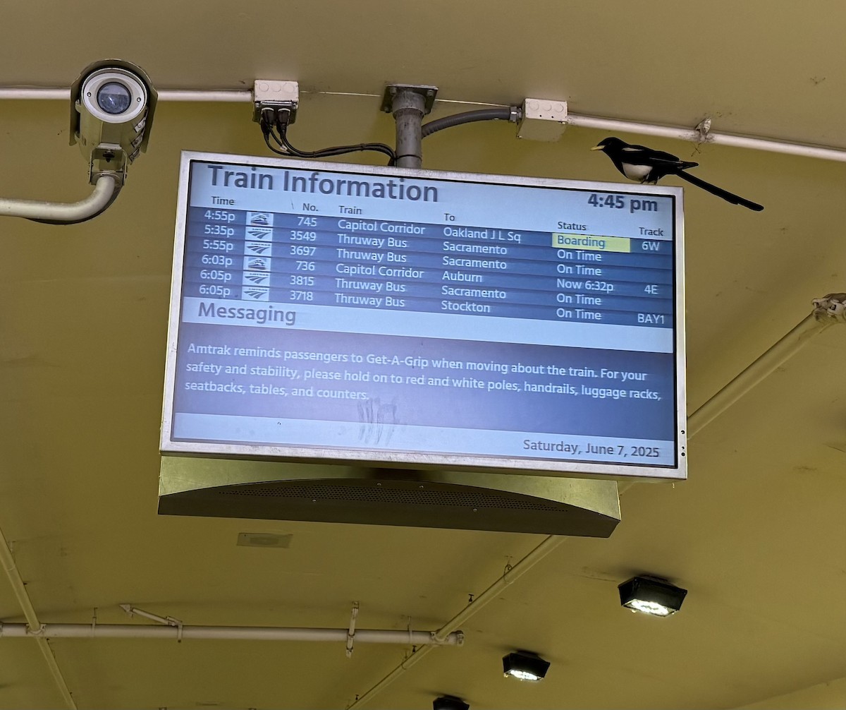 Yellow-billed Magpie - ML641726452