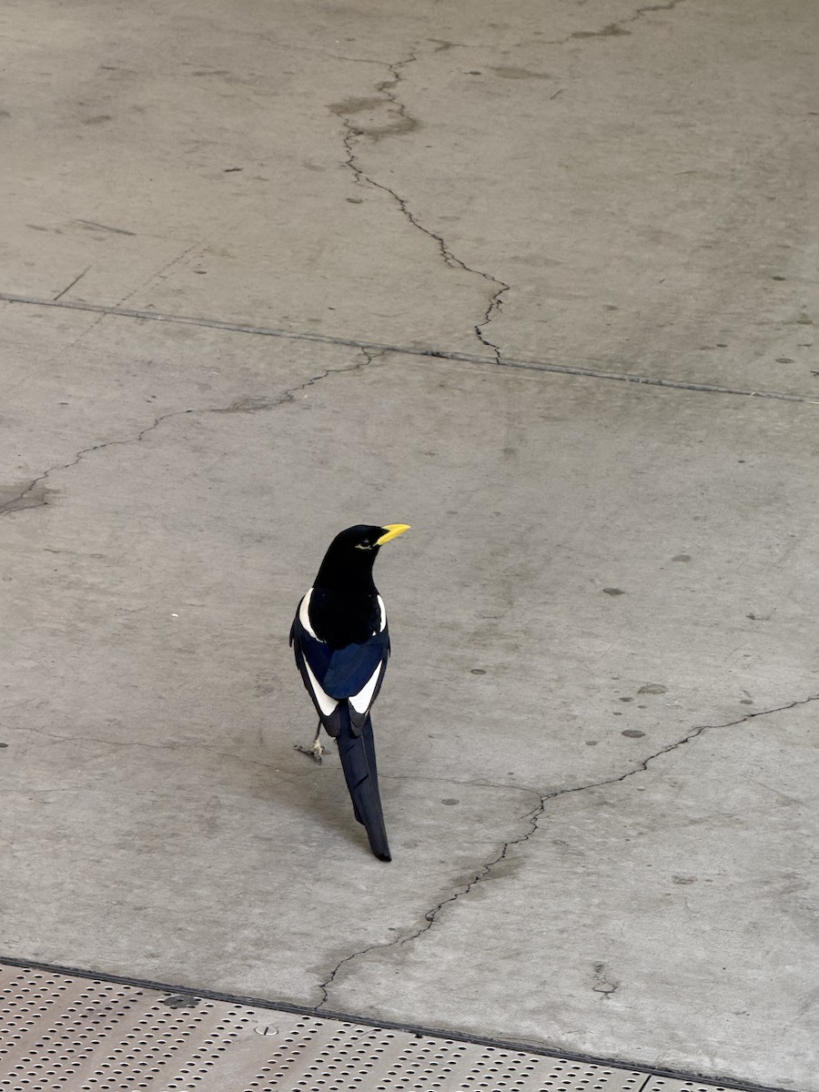 Yellow-billed Magpie - ML641726453