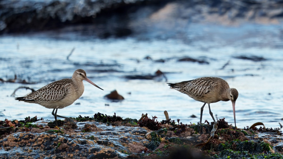 Bar-tailed Godwit - ML641726454