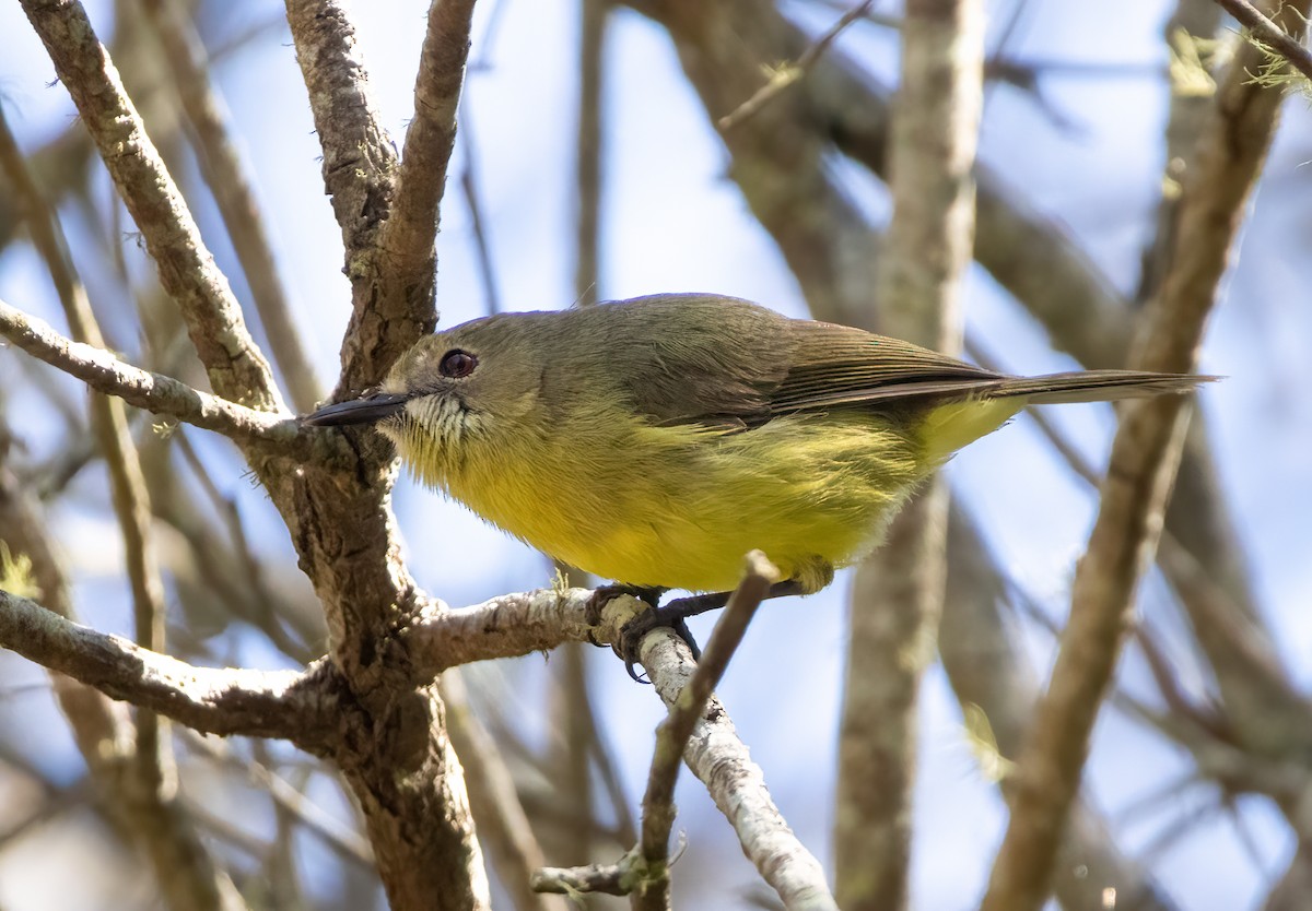Fairy Gerygone - ML641726472