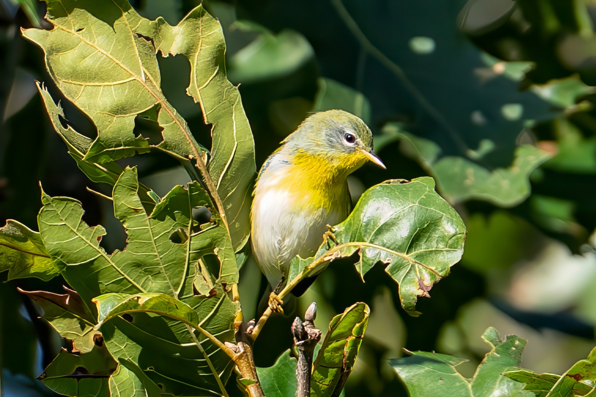 Northern Parula - ML641726499