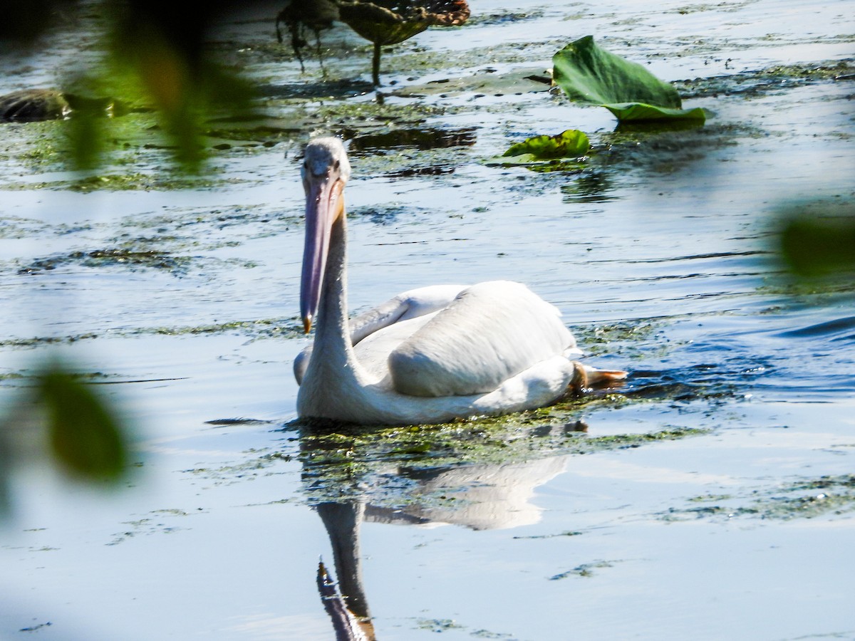American White Pelican - ML641726503