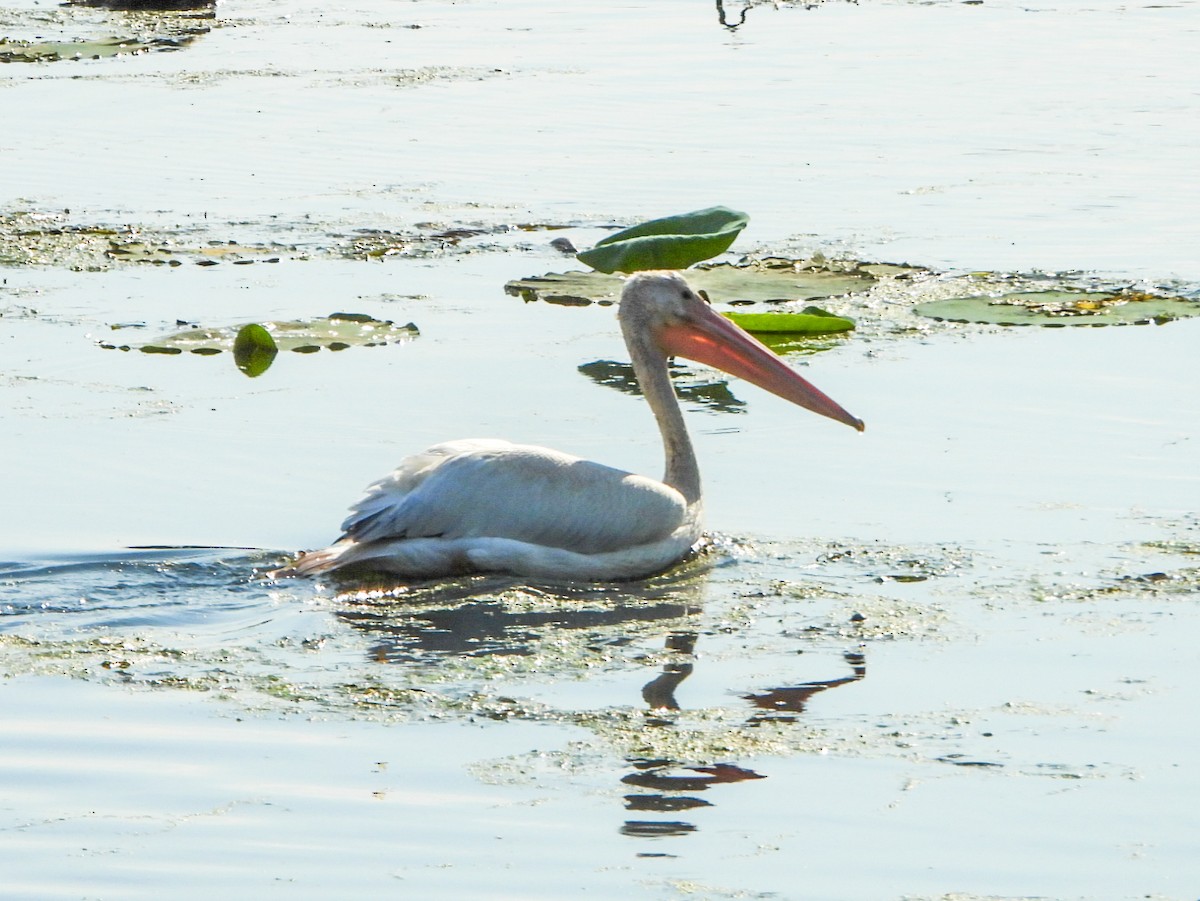 American White Pelican - ML641726504