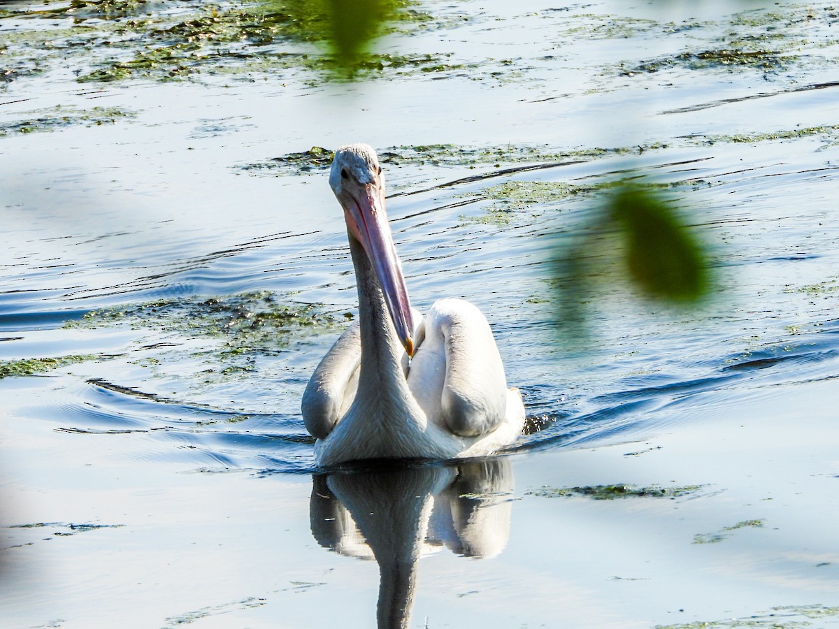 American White Pelican - ML641726505