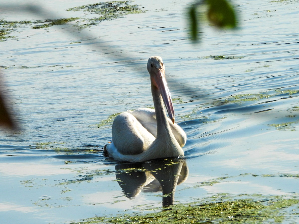 American White Pelican - ML641726507