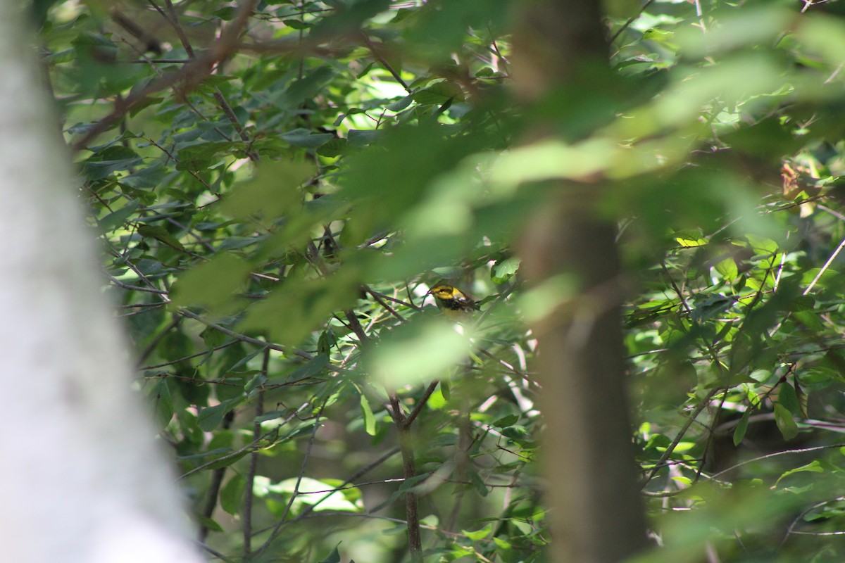 סבכון צהוב-ראש - ML641726515