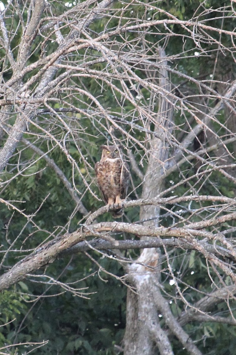 Great Horned Owl - ML641726520