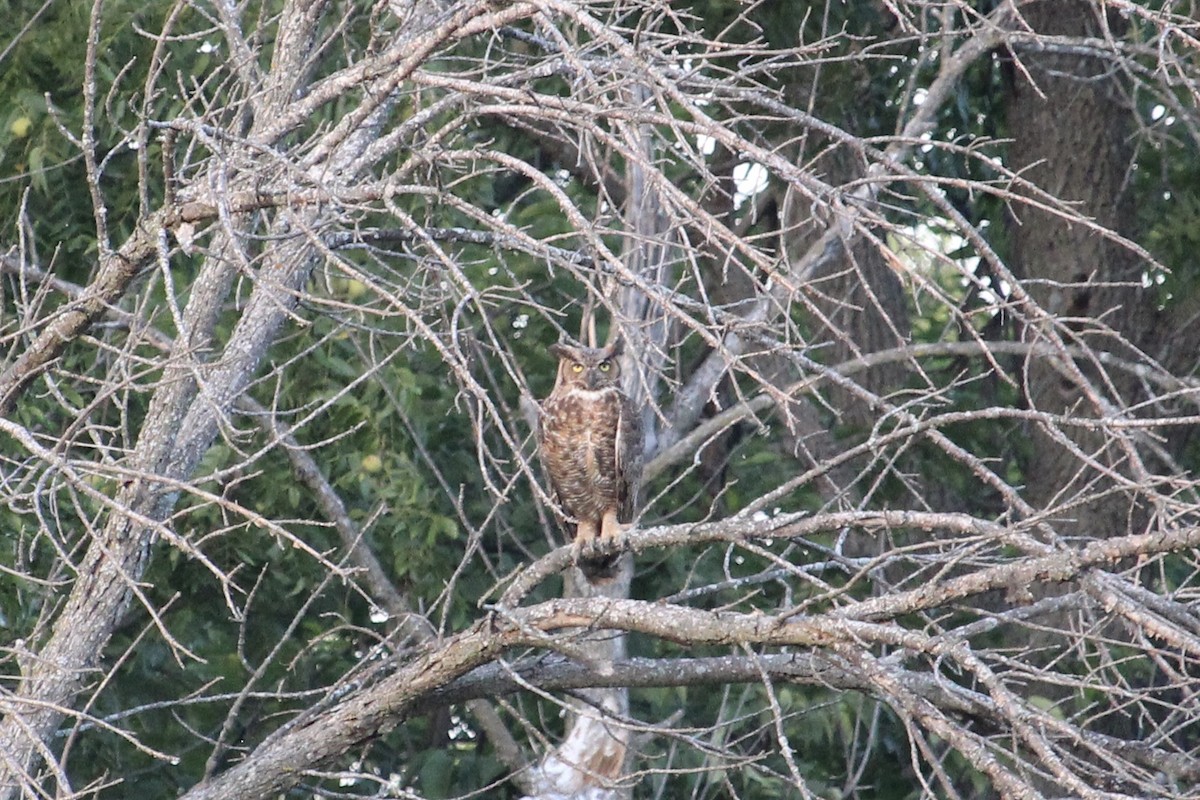 Great Horned Owl - ML641726521