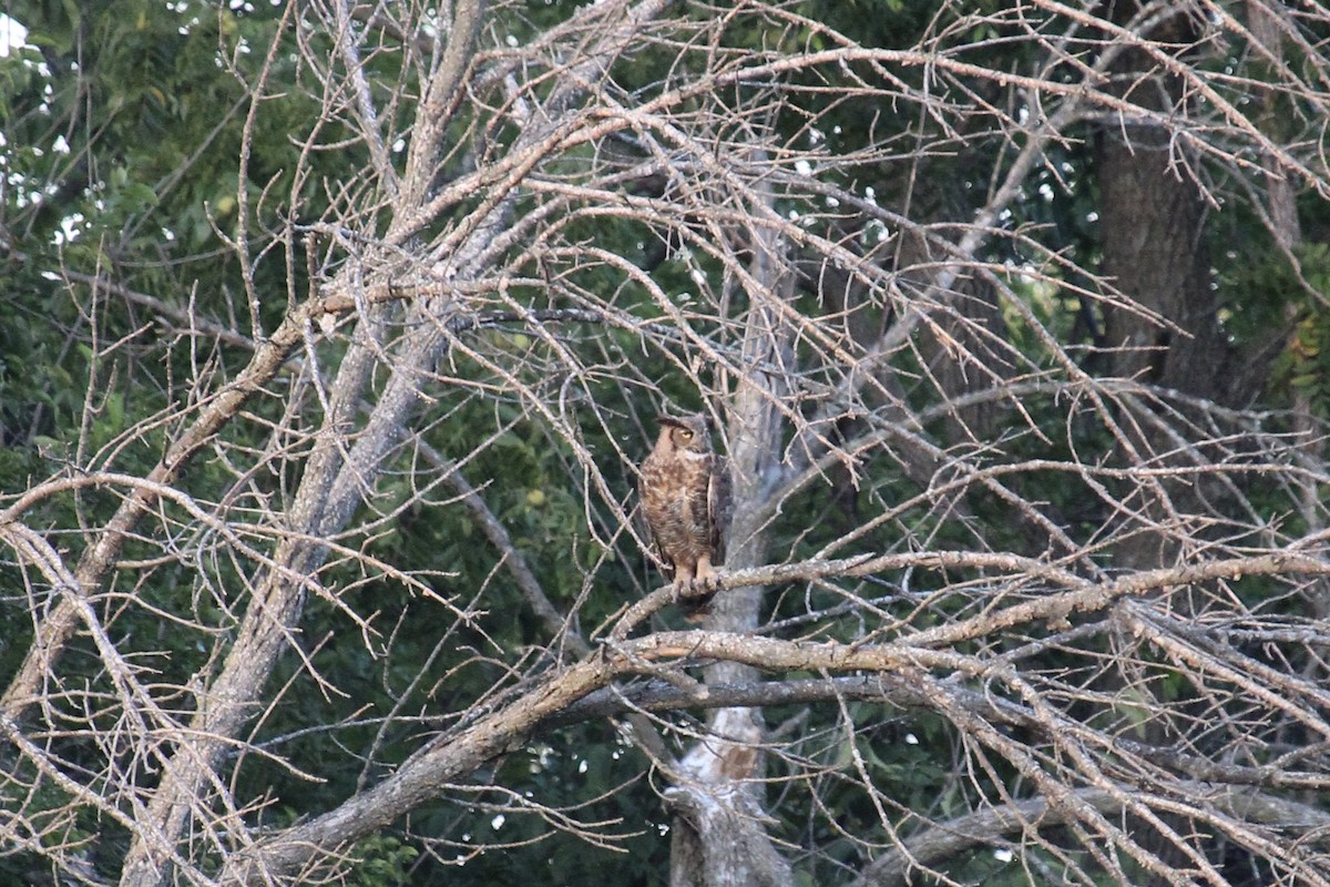 Great Horned Owl - ML641726522