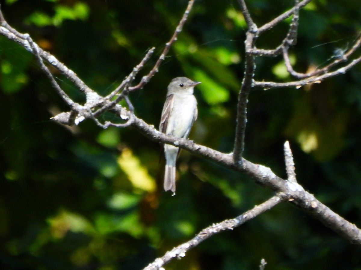 Eastern Wood-Pewee - ML641726528