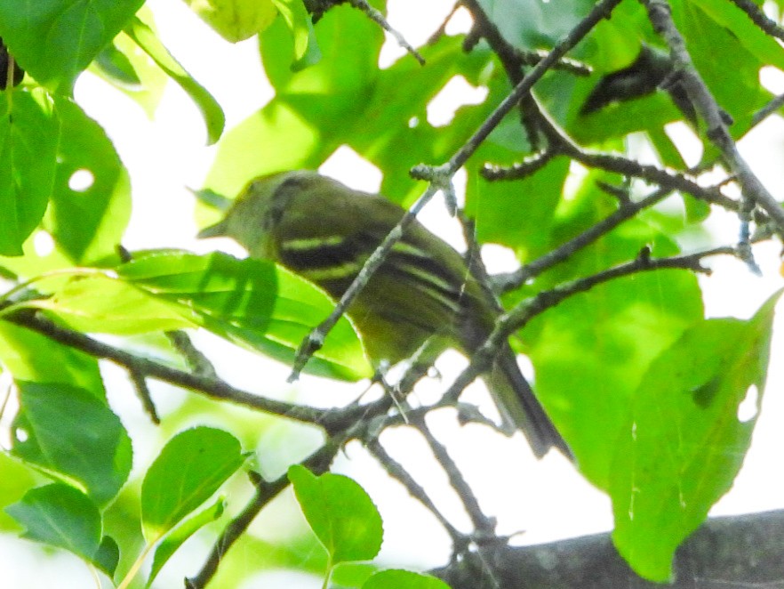 White-eyed Vireo - ML641726541