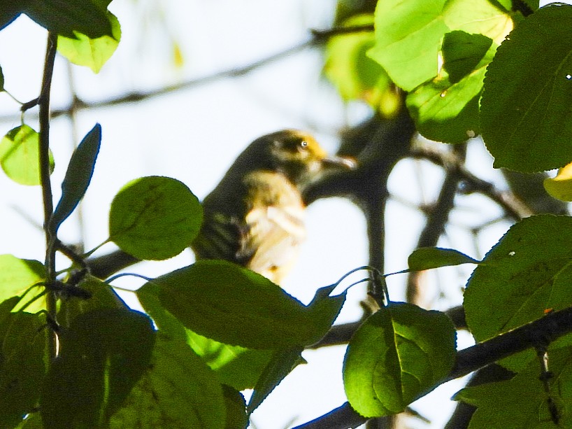 White-eyed Vireo - ML641726542
