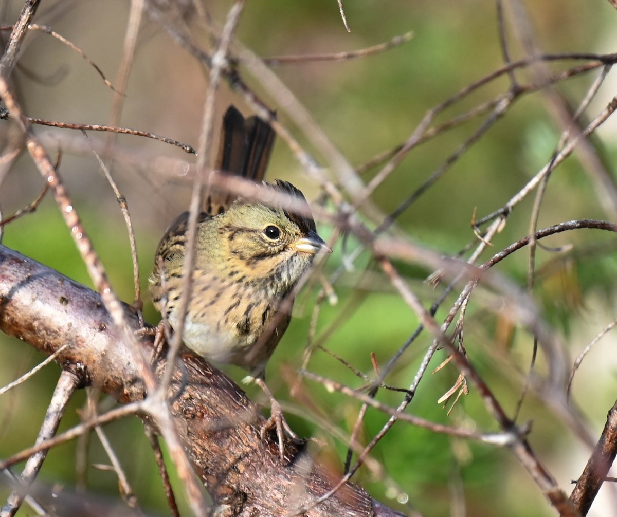 Lincoln's Sparrow - ML641726547