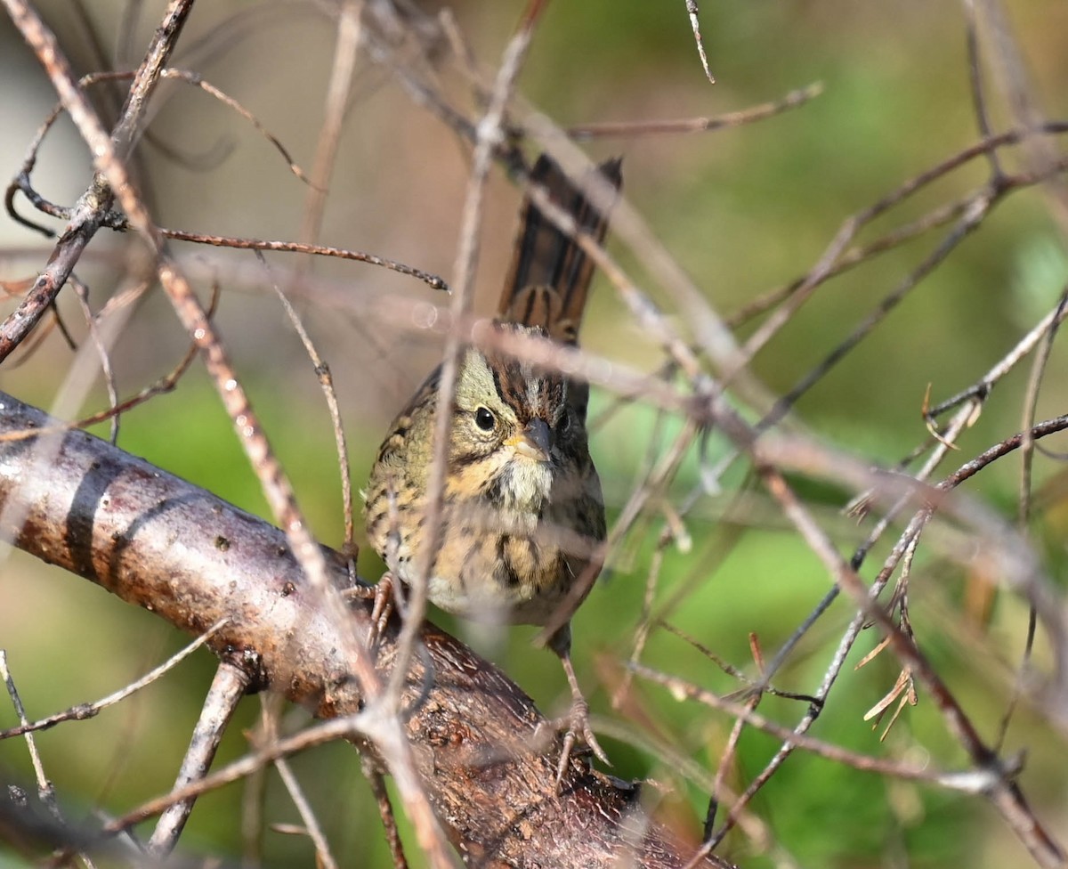 Lincoln's Sparrow - ML641726548