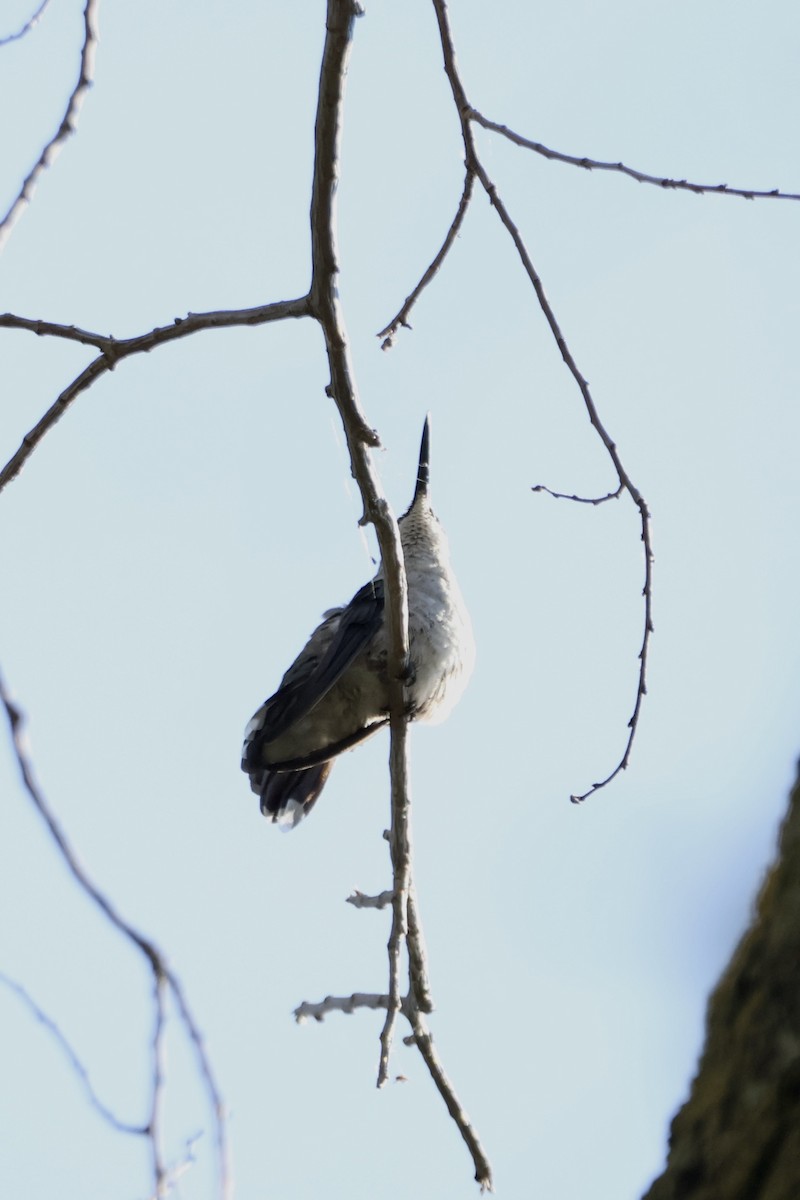 kalypta rubínohrdlá - ML641726554
