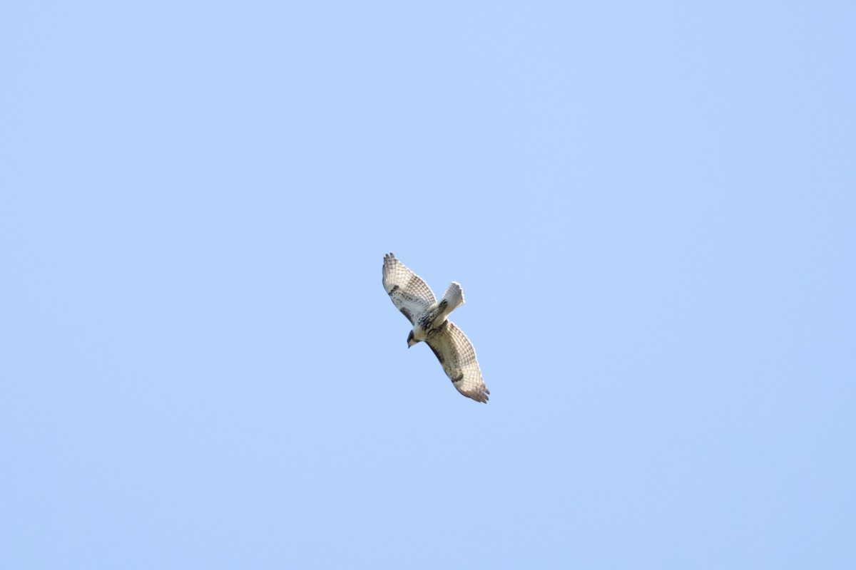 káně rudochvostá - ML641726558
