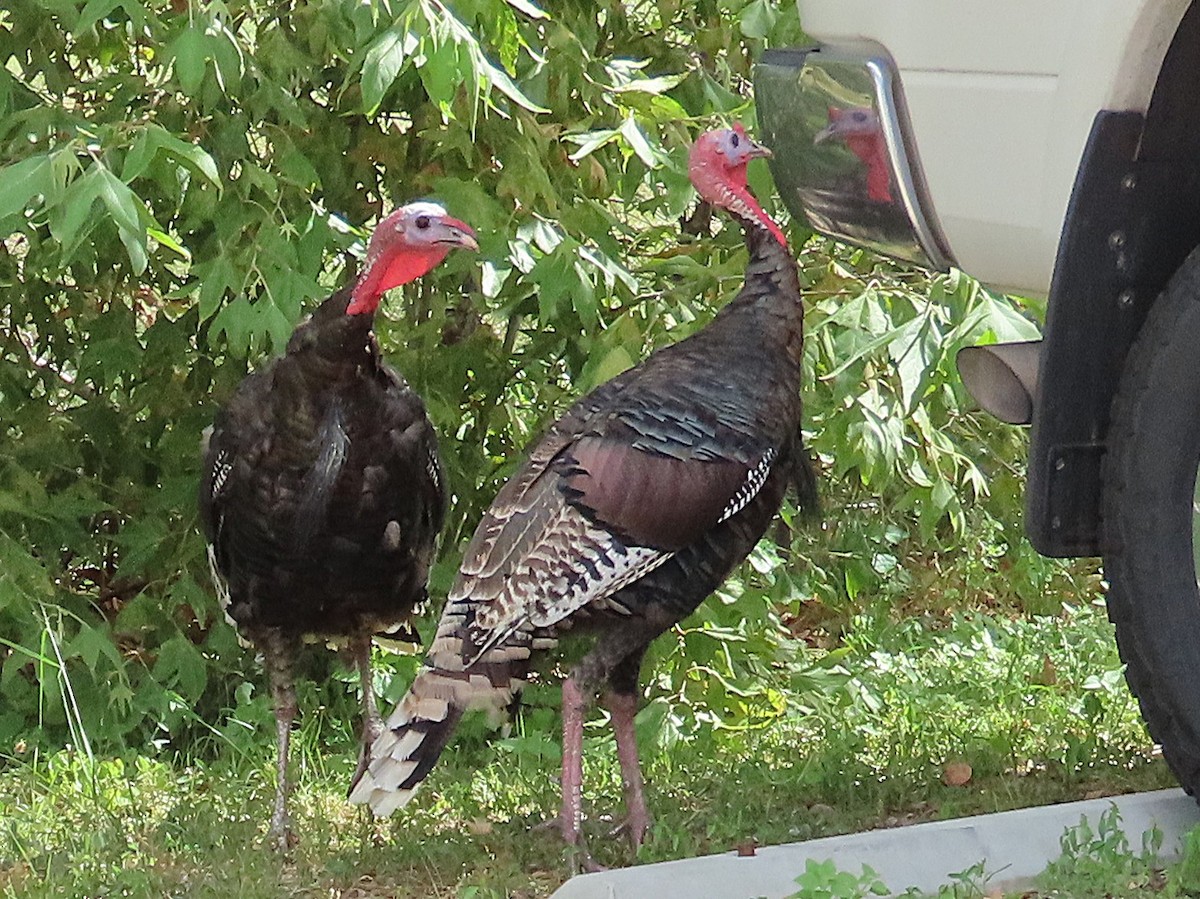 Wild Turkey - ML641726559