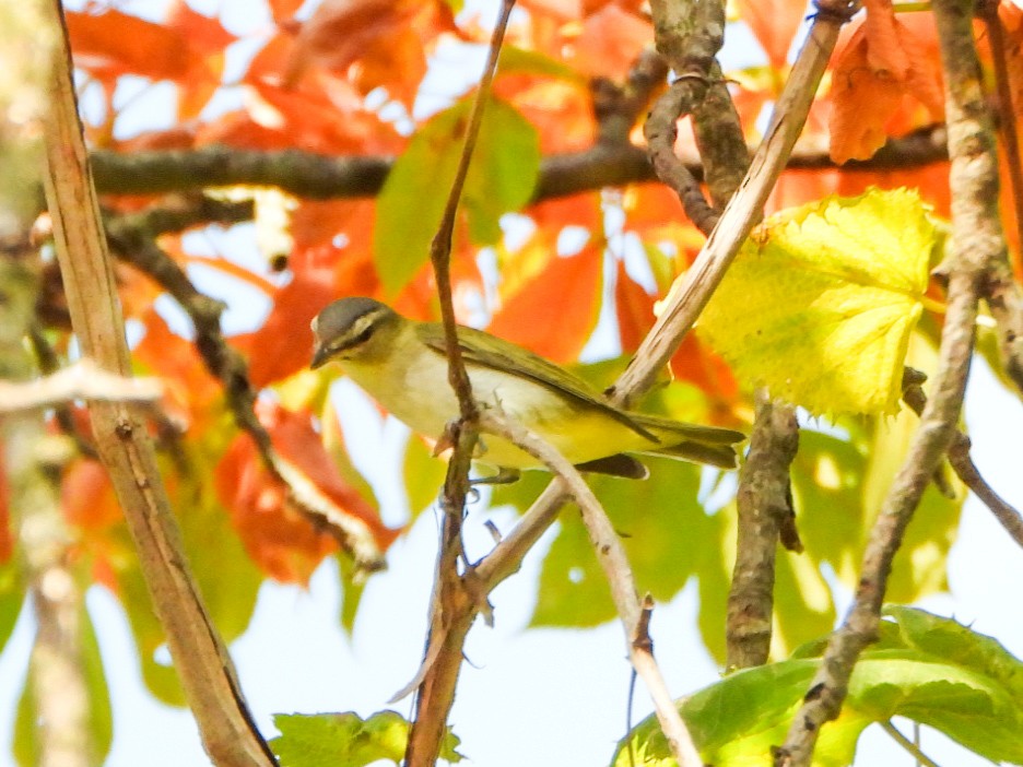 Red-eyed Vireo - ML641726560