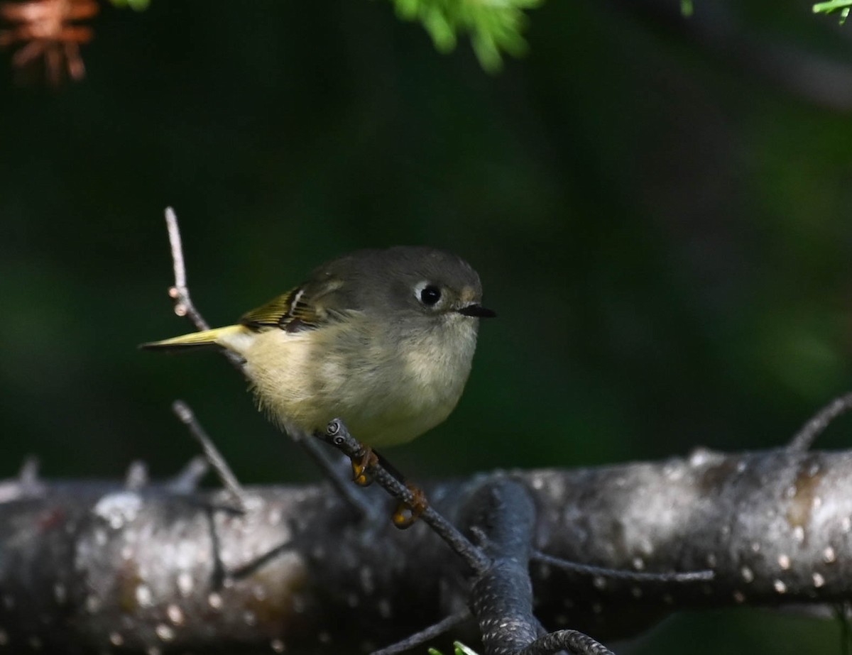 Ruby-crowned Kinglet - ML641726561
