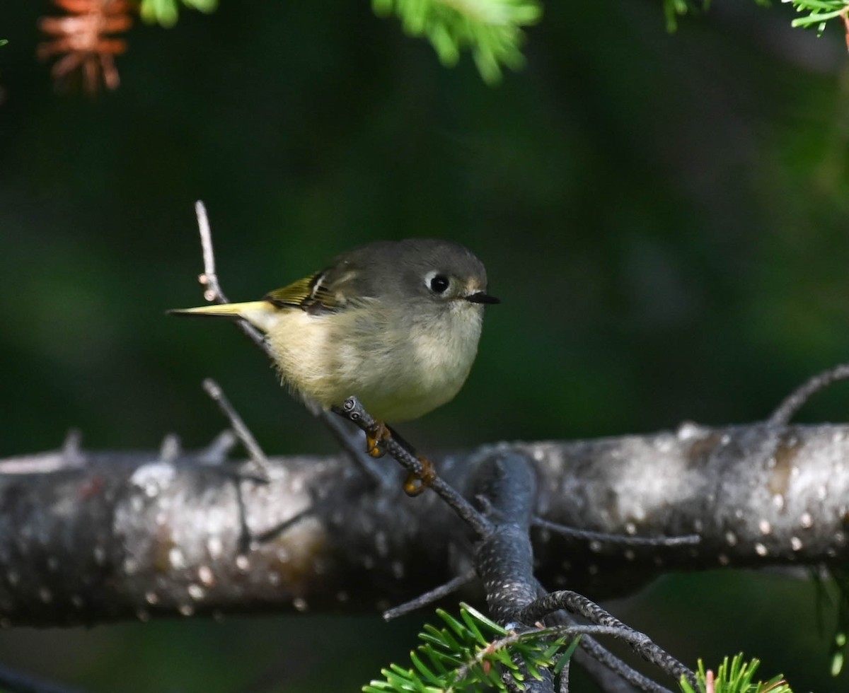 Ruby-crowned Kinglet - ML641726562