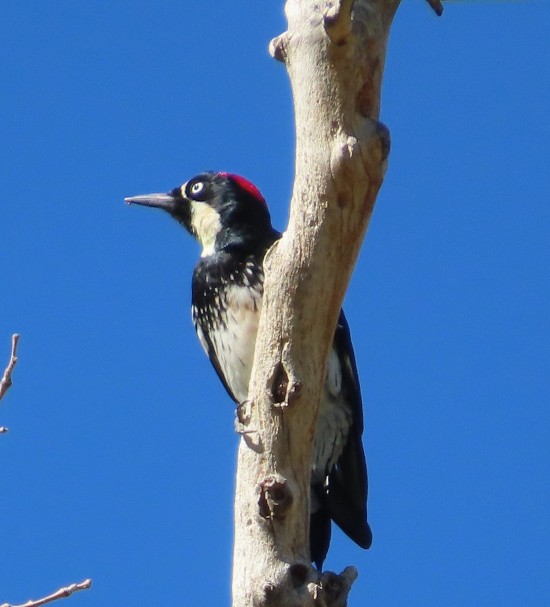 Acorn Woodpecker - ML641726568