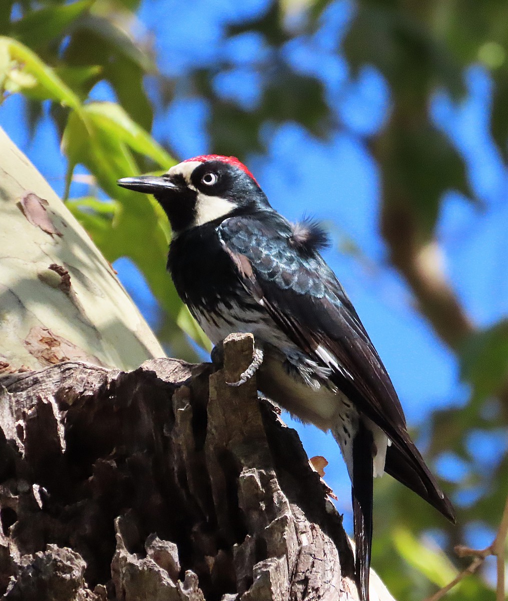 Acorn Woodpecker - ML641726569