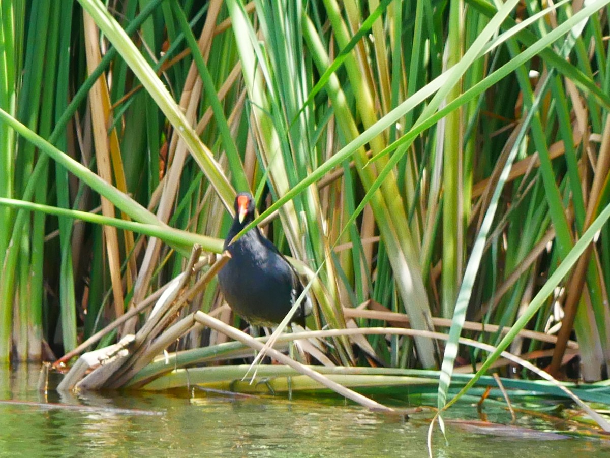 Common Gallinule - ML641726571