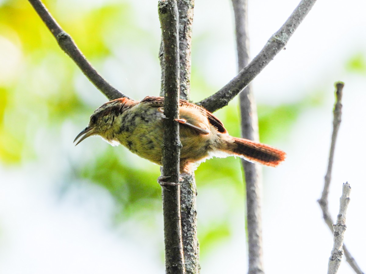 Carolina Wren - ML641726578