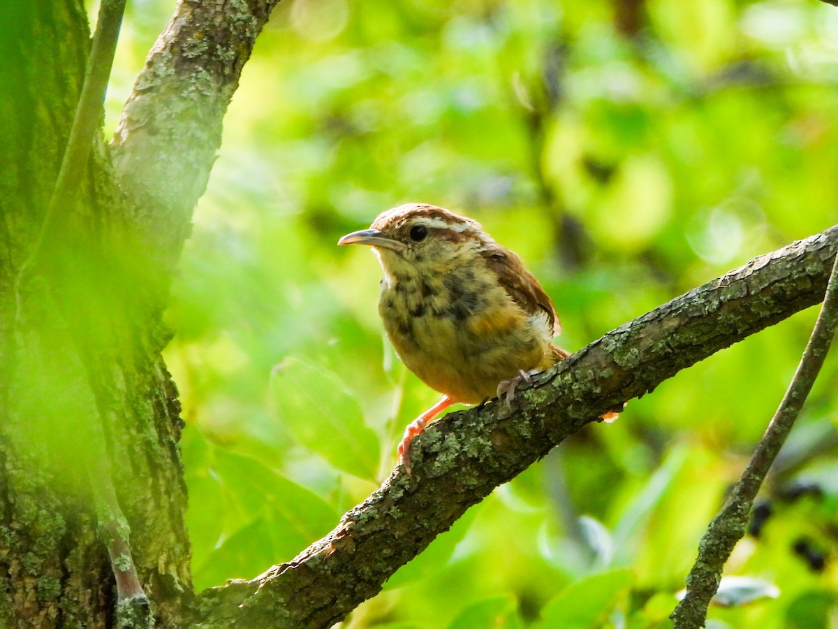 Carolina Wren - ML641726579