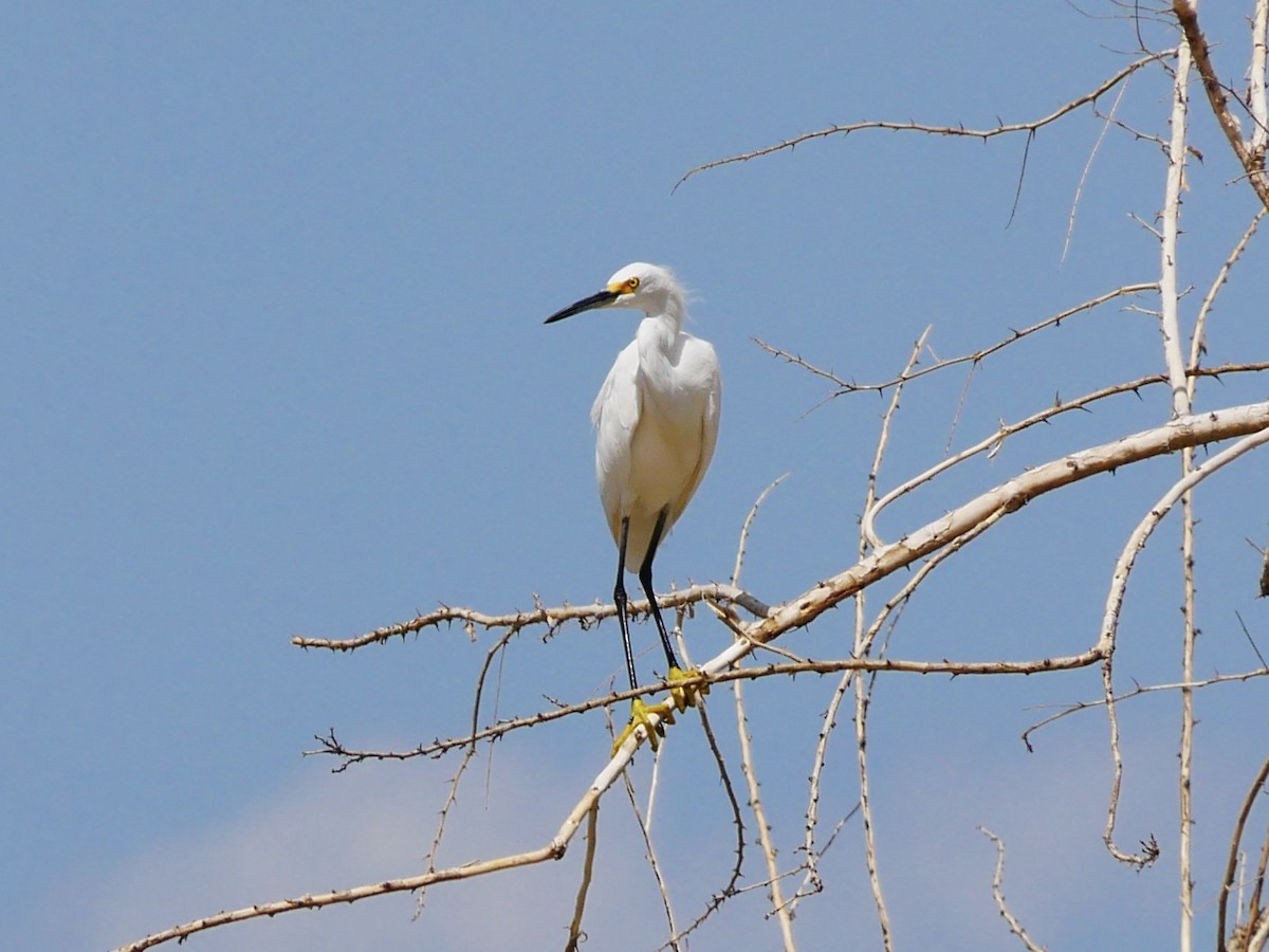 Snowy Egret - ML641726581