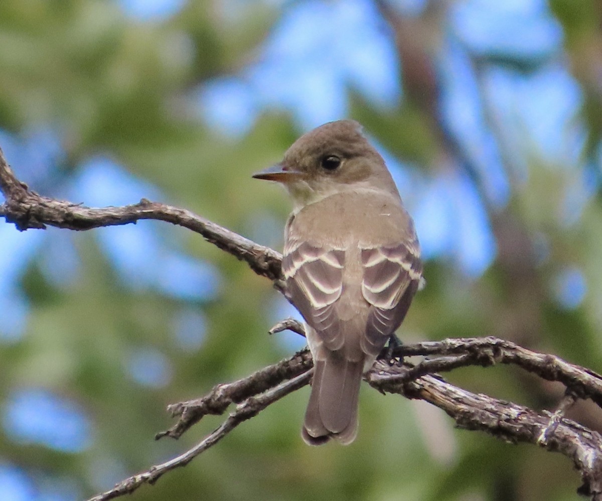 Western Wood-Pewee - ML641726584