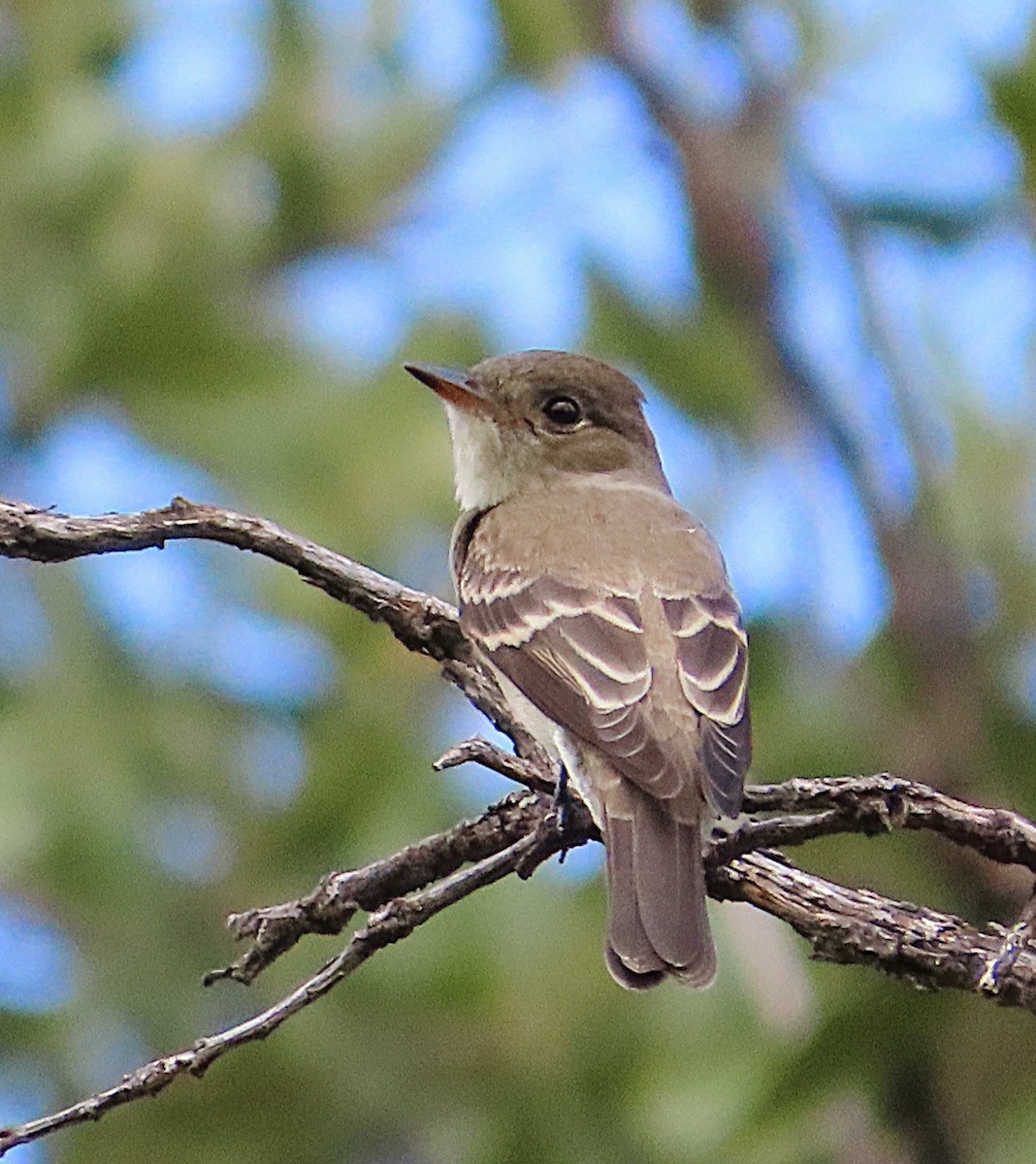 Western Wood-Pewee - ML641726585