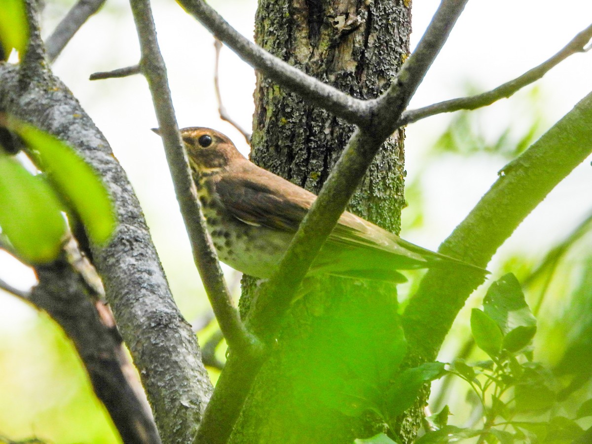 Swainson's Thrush - ML641726594