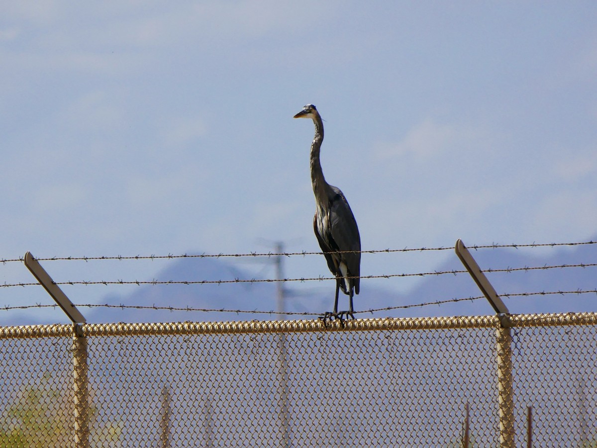 Great Blue Heron - ML641726597