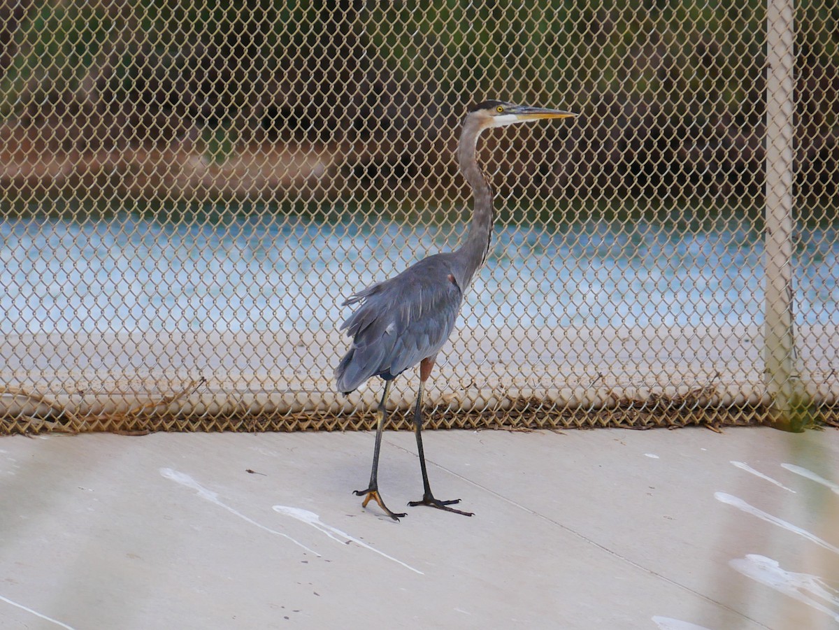 Great Blue Heron - ML641726598