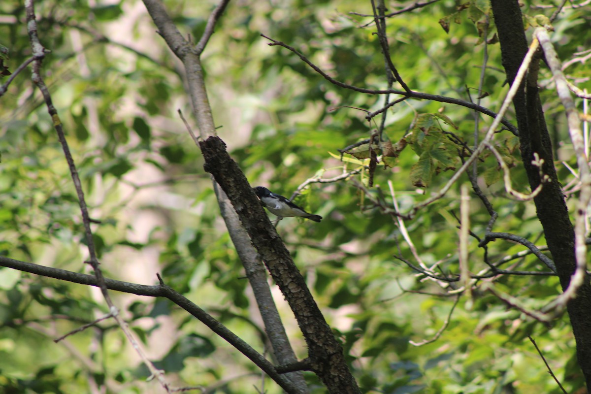 סבכון שחור-גרון - ML641726602