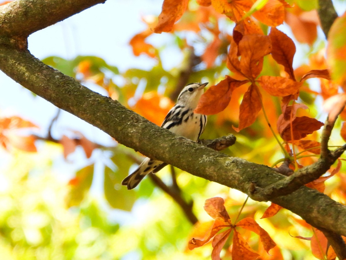 Black-and-white Warbler - ML641726605