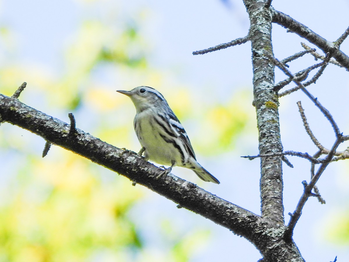 Black-and-white Warbler - ML641726606