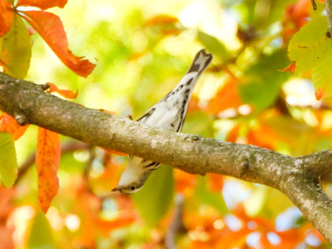 Black-and-white Warbler - ML641726607